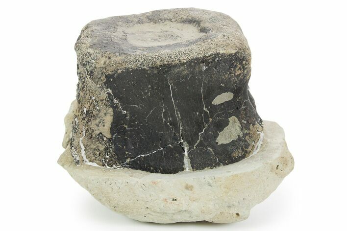 Fossil Iguanodontid Dinosaur (Mantellisaurus) Vertebra - England #353875